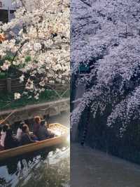 In April, I'm going to Nara Yoshino Mountain to experience the cherry blossoms of spring. Here's a nanny-level guide.