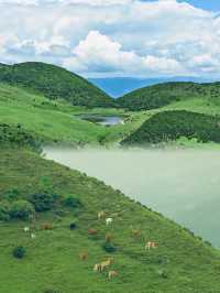 綠草、羊群、湖泊、藍天、白雲綿綿