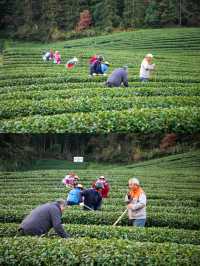 千島湖抹茶莊園｜在綠茶園中體驗日式生活