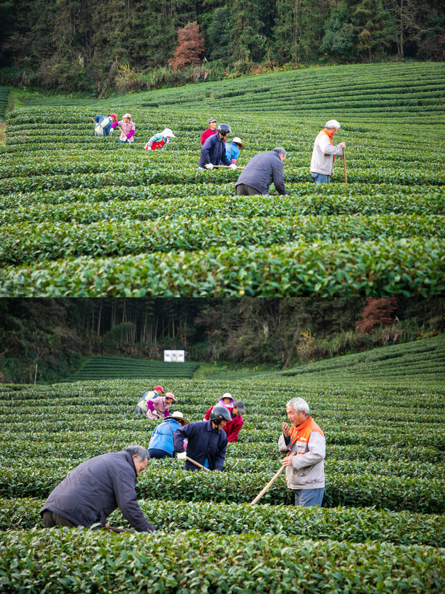 千島湖抹茶莊園｜在綠茶園中體驗日式生活