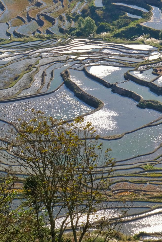 冬季元陽梯田