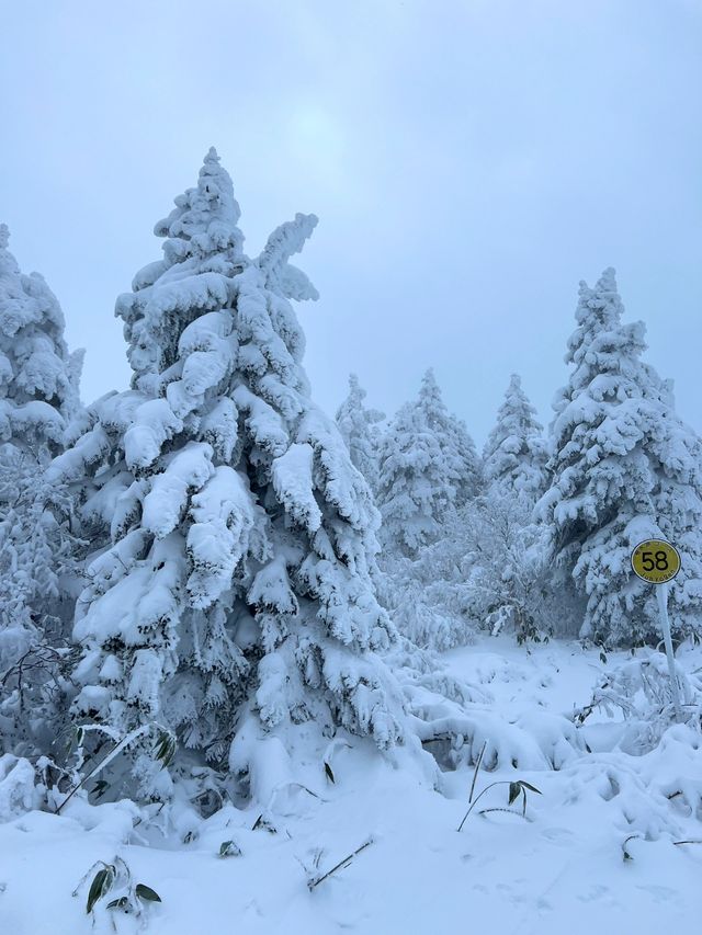 秘境藏王山：探尋複雜路線中的絕美之旅！
