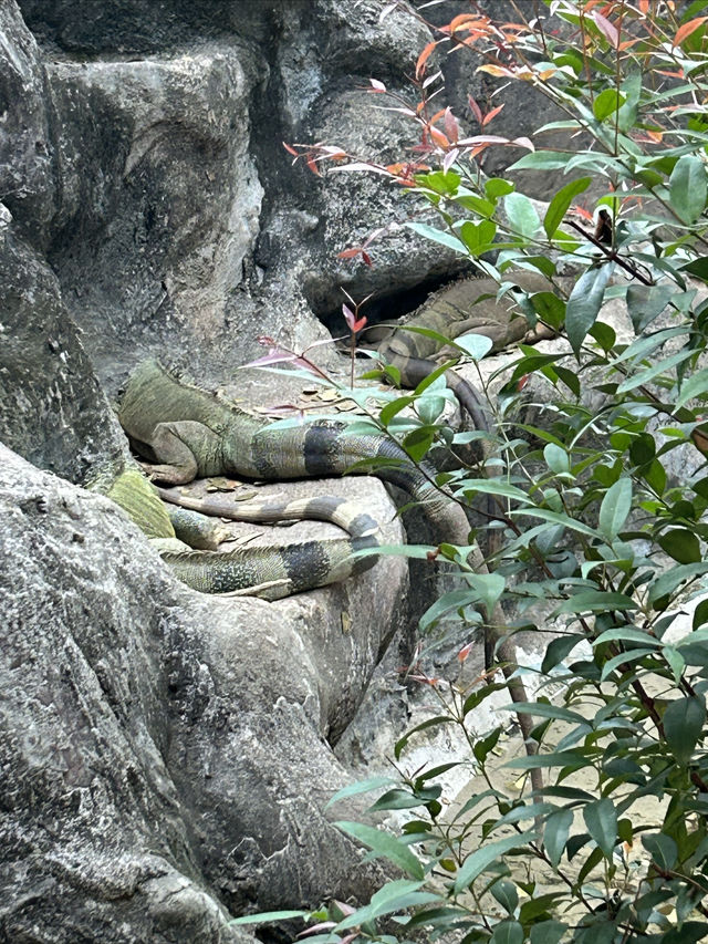 在清邁夜間動物園打卡，親密接觸可愛的動物