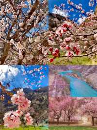 2024年3月份南疆，4月初北疆杏花行程來了