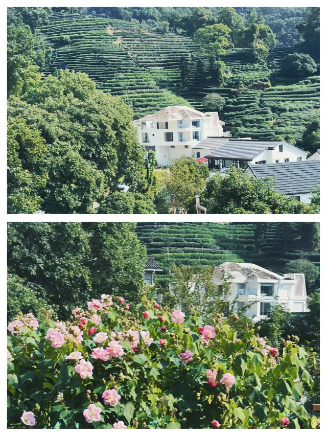 Hangzhou | Highly recommended for early autumn hiking: Fragrant Manjuelong