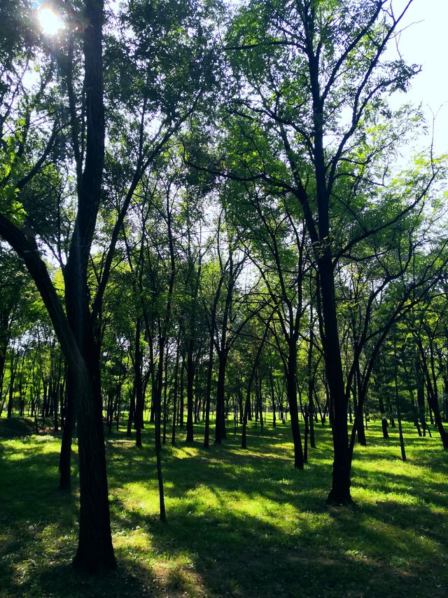 太原森林公園