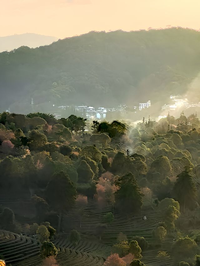 景迈山登山深度體驗攻略-看雲海觀日落，走茶林品茶香尋秘古村落