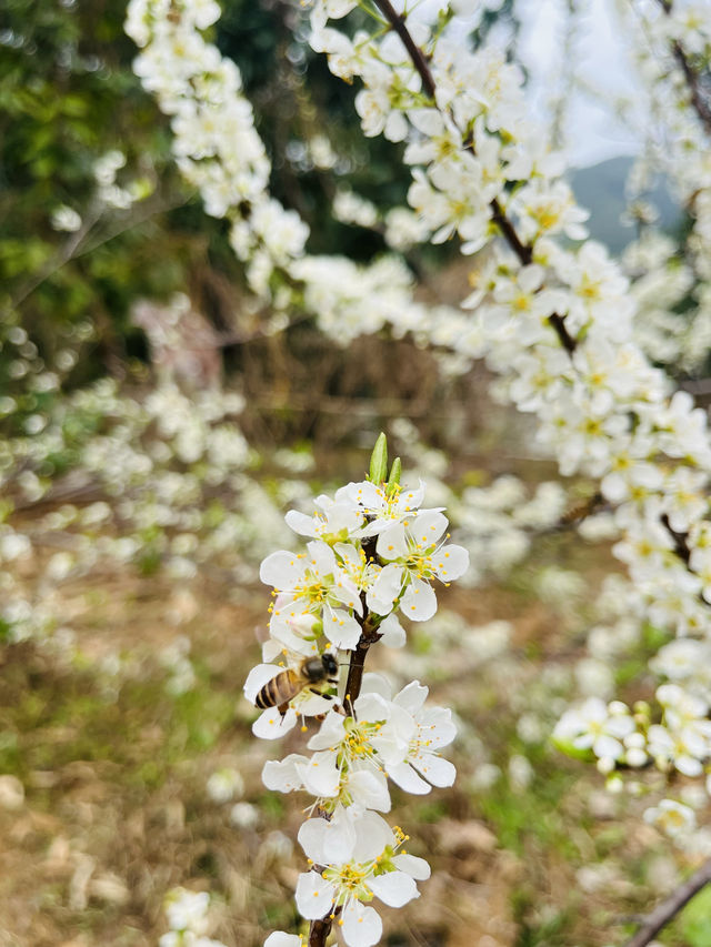 桂峰山下李花開……
