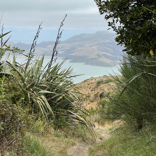 Explore City and Nature in Christchurch!