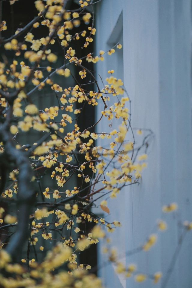 江蘇南京瞻園—雨後瞻園，蠟梅的正確打開方式