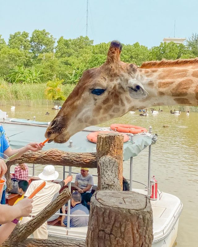 다낭 & 호이안 여행 아이와 가볼만한곳 🐤
남호이안 빈원더스 : 사파리편 🐘🦒
