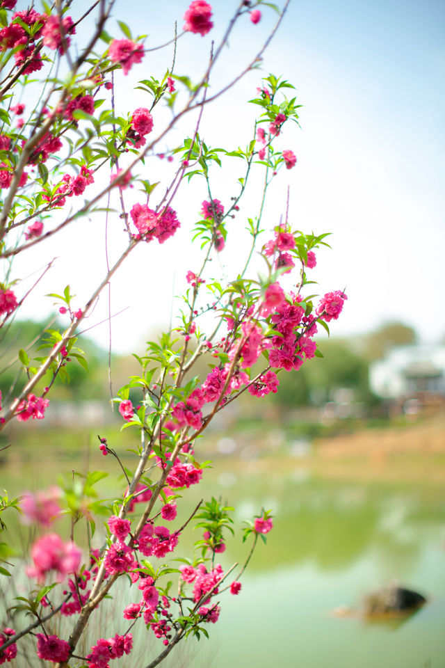 春節還未落幕 南寧園博園的桃花就朵朵開！
