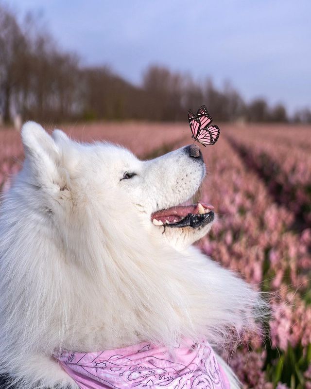 Felix's Flower Frenzy: Getting Ready for Valentine's Day!