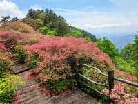 人間四月天，被這座杜鵑山承包了