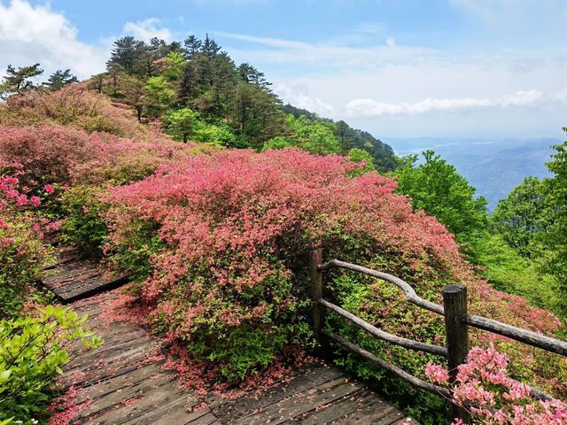人間四月天，被這座杜鵑山承包了