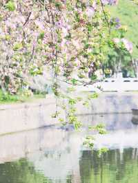 粉紅浪漫：南京莫愁湖公園的海棠花盛宴