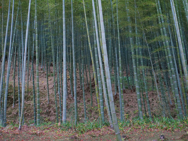 打卡京都嵯峨野竹林小徑