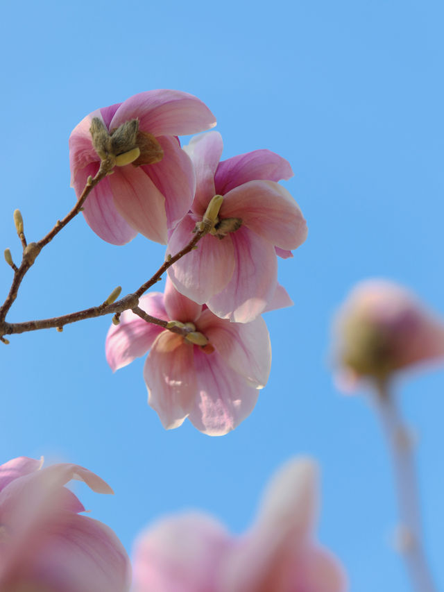 大連賞花攻略：探尋花海，邂逅春日芬芳