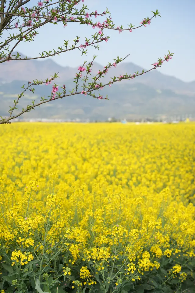 3月10日好拍攝，羅平油菜花進入結籽階段