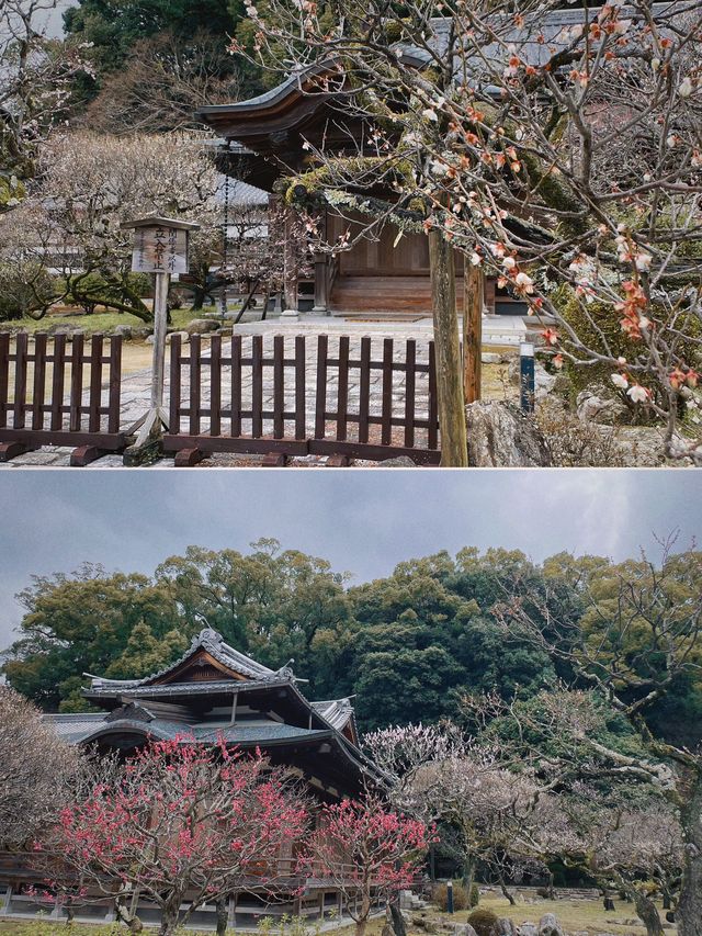 學海無涯，太宰府天滿宮春花爛漫時