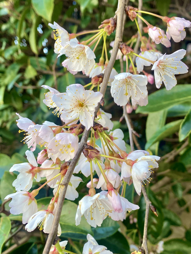 江浙附近居然也有油菜花海梯田～江南繁花季