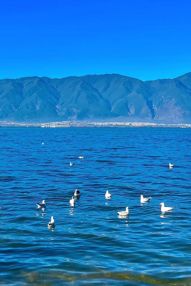 我身邊這麼好，不去旅遊可惜了！洱海美景盡收眼底！