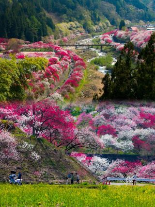 長野小眾賞櫻地，阿智村花桃之里