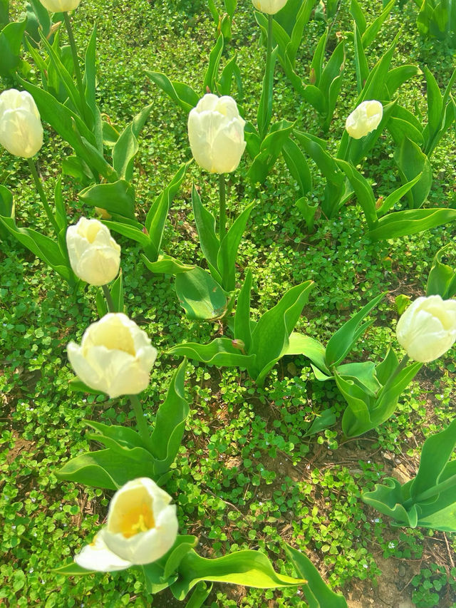 中山植物園｜南京莫內花園