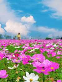 還得是惠州呀！春日浪漫粉紅花海！美絕了