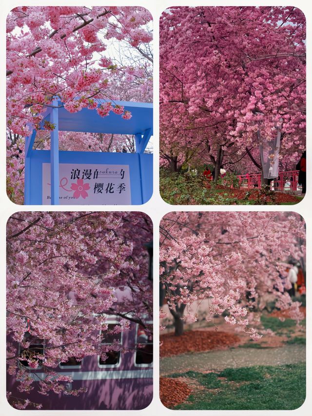 春日來信|成都賞花指南從3月浪漫到5月 春日來信|成都賞花指南從3月浪漫到5月