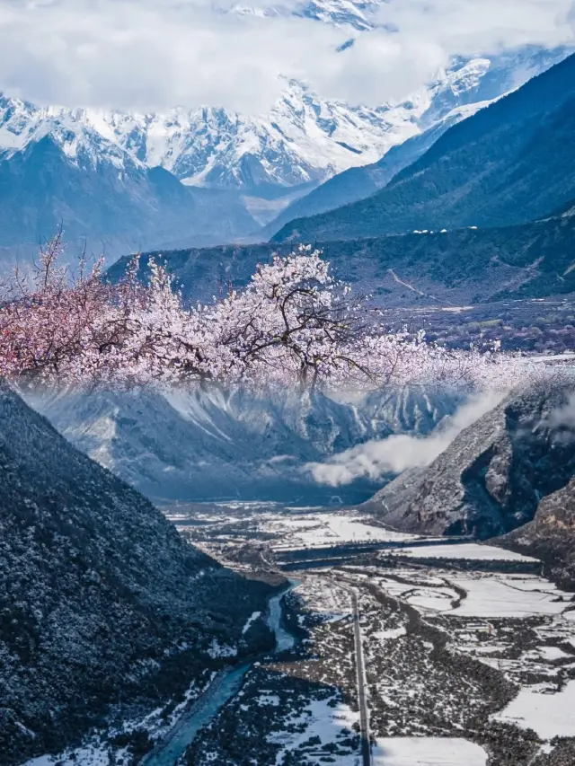 The upcoming season in Tibet is truly the pinnacle of flower viewing in China! Who could resist such allure?