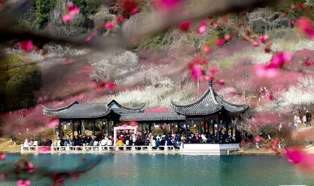 無錫梅園 | 不進梅園怎知這滿園春色