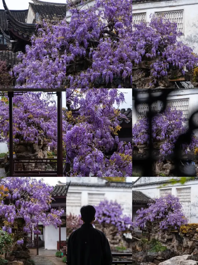 The wisteria flower waterfall at Suzhou's Master of the Nets Garden is here~