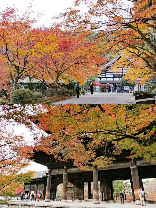 人生建議：一定要來京都，看一場紅葉狩