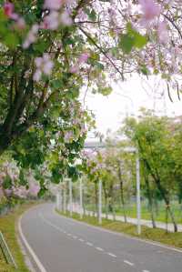 春遊記｜花開實況！大學城賞花踏青遛娃露營
