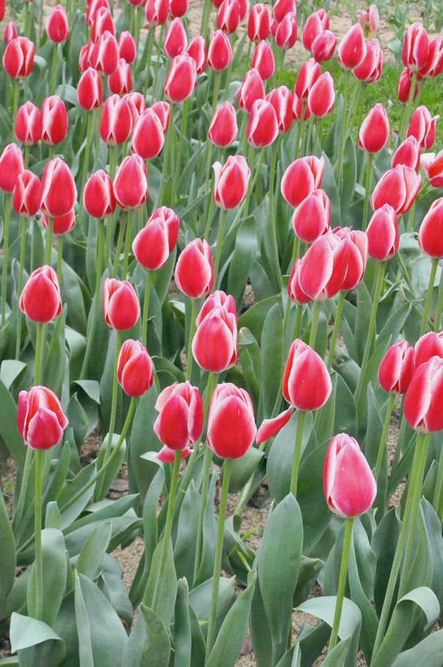 風景@無錫，四月的梅園是鬱金香的春天