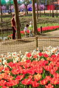 方松體育公園·鬱金香花海