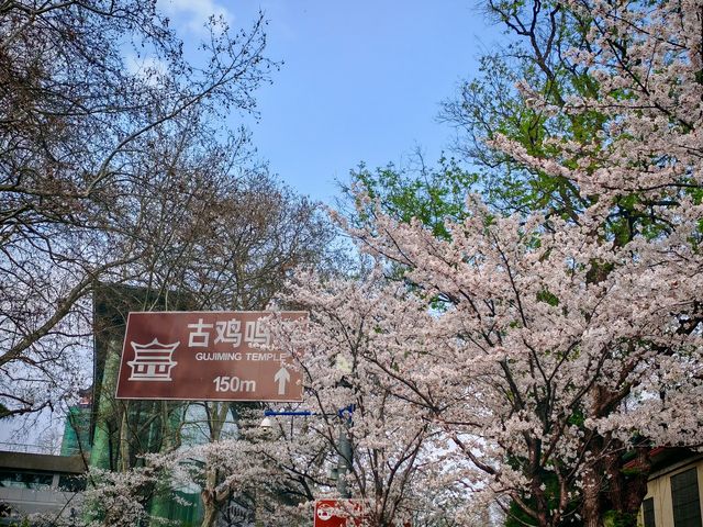 雞鳴寺櫻花大道賞櫻攻略-花期時間短，賞花要趁早