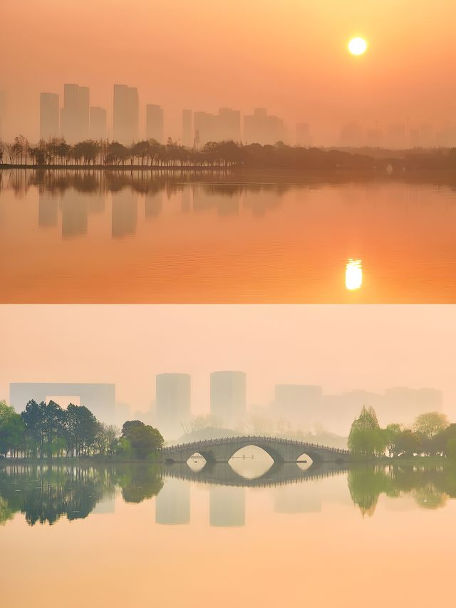 鼋頭渚櫻花就這幾天了！再不去就謝了