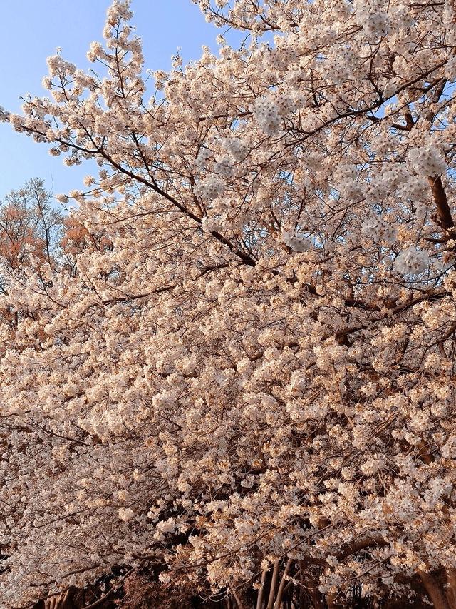 鄭州人民公園賞花——在春天感受美好