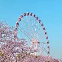 Gucun Park is covered in pink 🌸