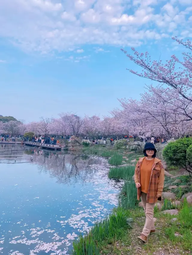 Cherry blossoms bloom by the lake, adding a touch of floral fun to spring