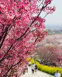 孤柏渡豐樂櫻花園