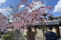 京都東寺也是賞櫻名所之一