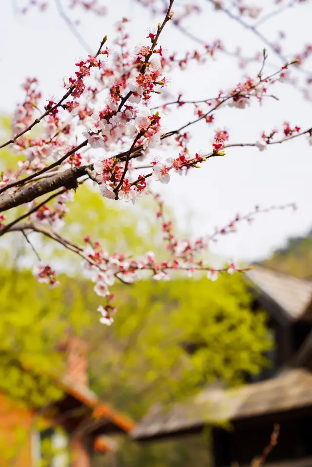 花のある場所へ行こう|スローライフを楽しもう