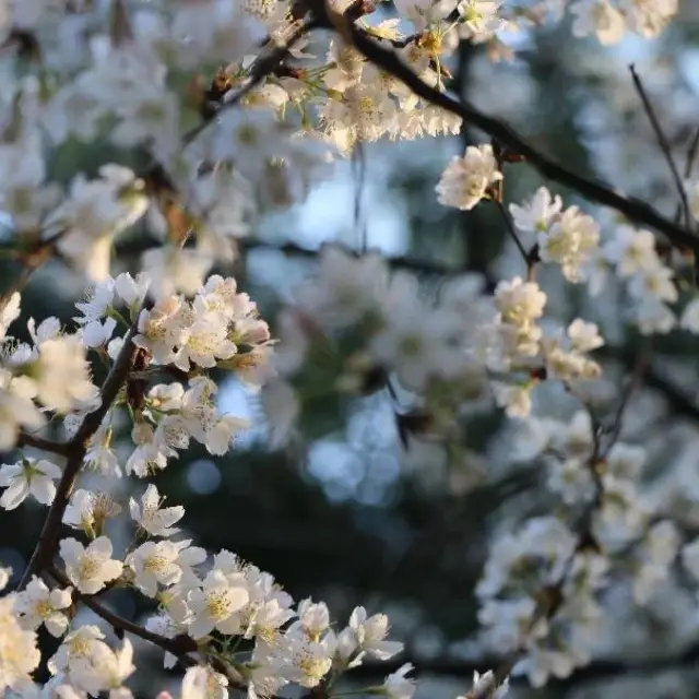 Gucun Park Beauty 🌼🌿