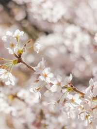 Cherry Blossom Delight at Zhongshan Park 🌸