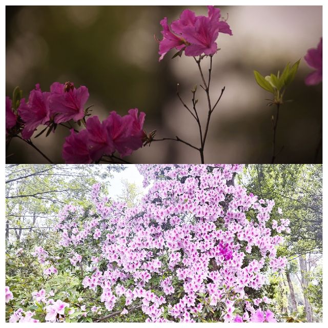 樂享花事 不負春光--中科院武漢植物園杜鵑園