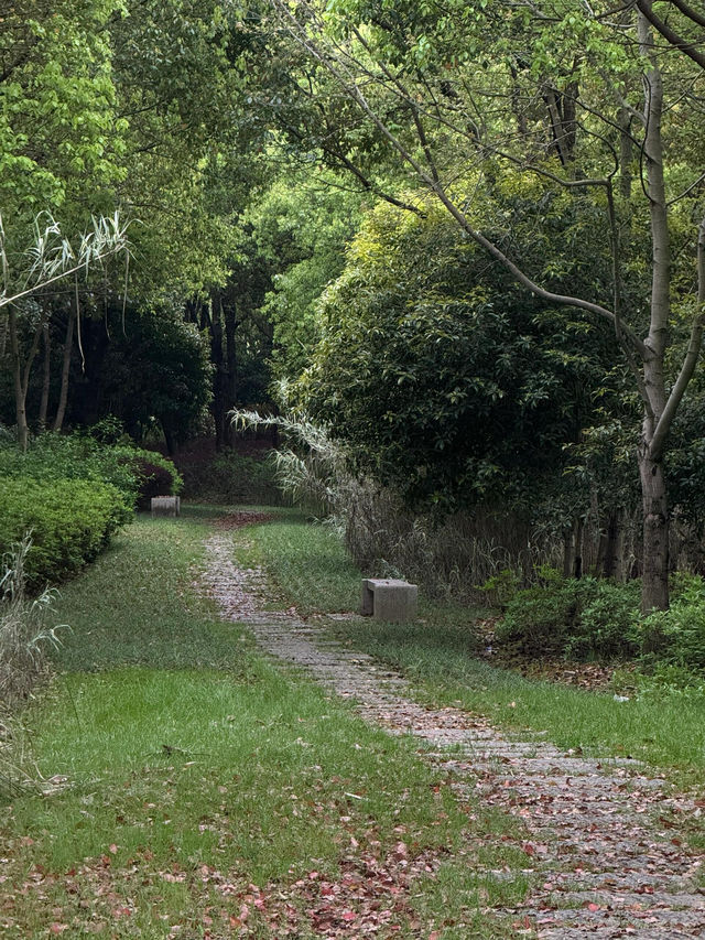 走進無錫貢湖灣濕地公園，感受原始森林之美