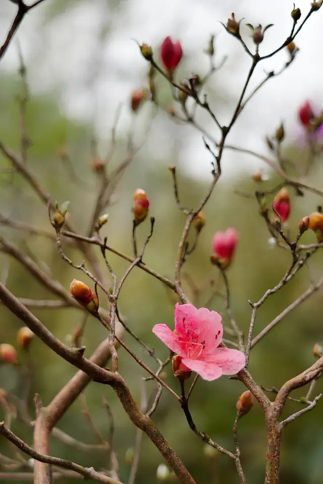 徒步 | 踏春 | 看杜鹃花海 鸬鸟山觀杜鹃花海